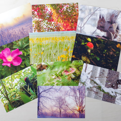 ポストカード4種×天然木の額/写真 インテリア 自然 葉っぱ 6枚目の画像