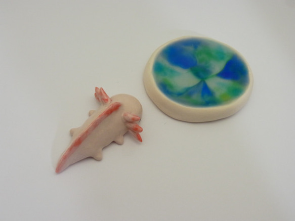 再販・ウーパールーパー 14枚目の画像