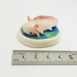 再販・ウーパールーパー 2枚目の画像