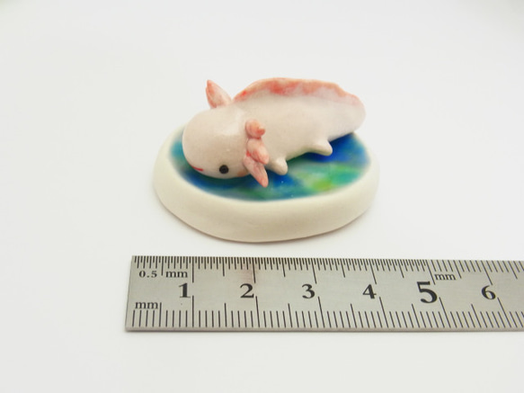 再販・ウーパールーパー 2枚目の画像