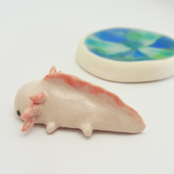 再販・ウーパールーパー 16枚目の画像