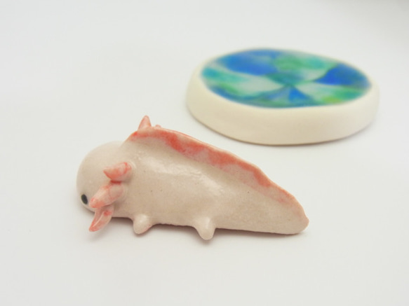 再販・ウーパールーパー 16枚目の画像