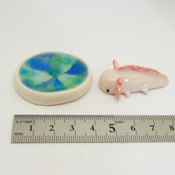 再販・ウーパールーパー 3枚目の画像