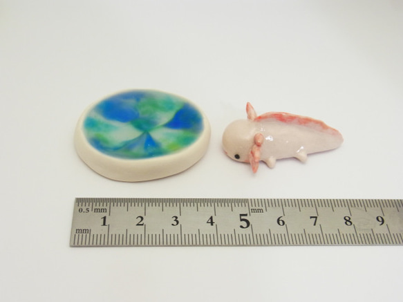 再販・ウーパールーパー 3枚目の画像