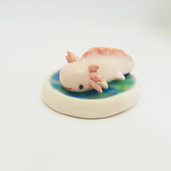 再販・ウーパールーパー 4枚目の画像