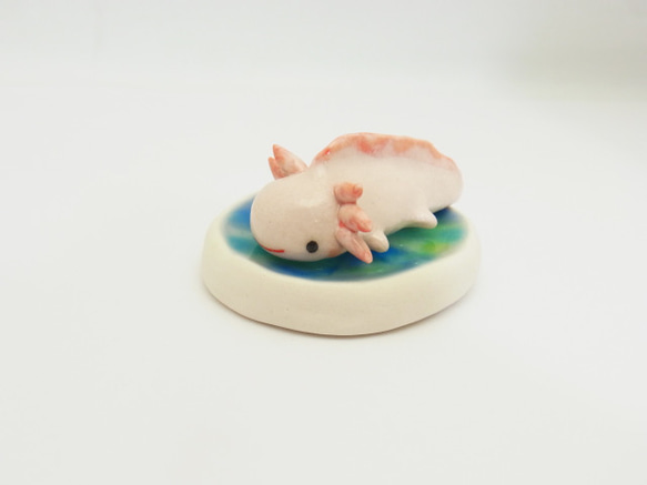 再販・ウーパールーパー 4枚目の画像