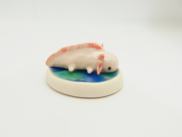 再販・ウーパールーパー 6枚目の画像