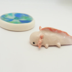 再販・ウーパールーパー 9枚目の画像