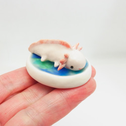 再販・ウーパールーパー 17枚目の画像