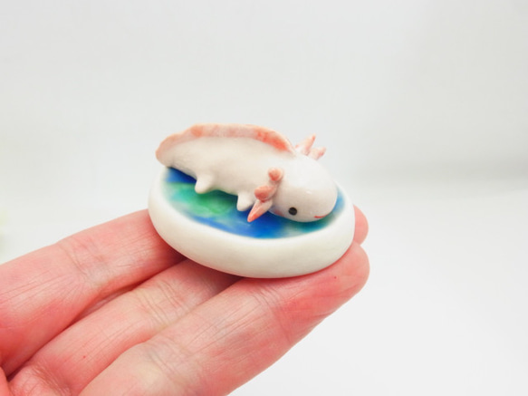 再販・ウーパールーパー 17枚目の画像