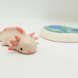 再販・ウーパールーパー 12枚目の画像