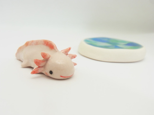 再販・ウーパールーパー 12枚目の画像