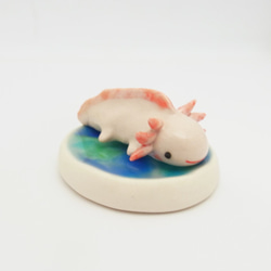 再販・ウーパールーパー 5枚目の画像