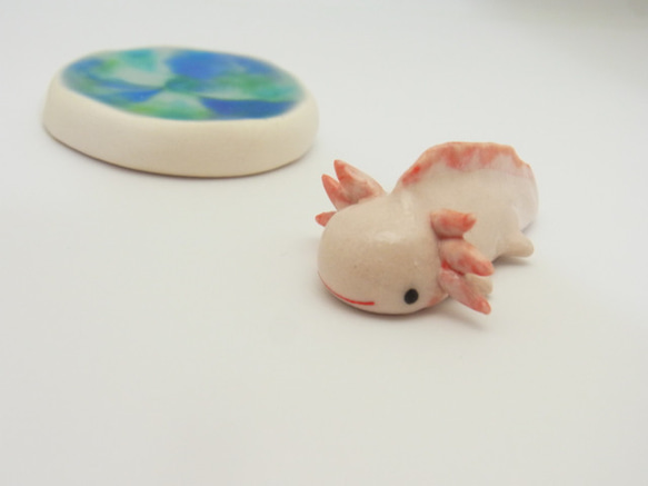 再販・ウーパールーパー 10枚目の画像