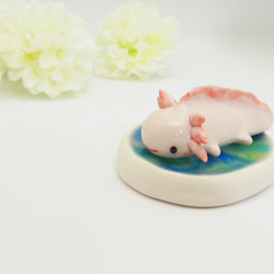 再販・ウーパールーパー 1枚目の画像