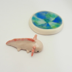 再販・ウーパールーパー 13枚目の画像