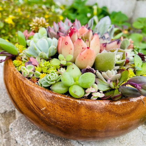 サラダボウルに多肉植物寄せ植え❤︎まるでサラダ❤︎ そのまま飾れる
