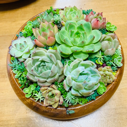 5）サラダボウルに多肉植物寄せ植え❤︎まるでサラダ❤︎ そのまま飾れる❤︎直径15cm 3枚目の画像