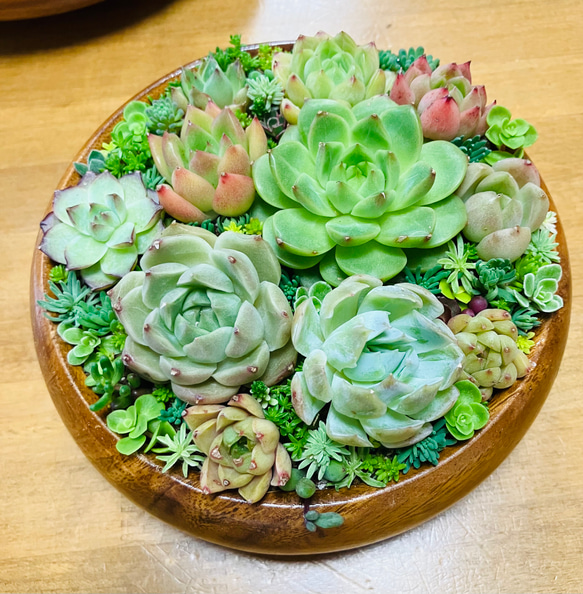 5）サラダボウルに多肉植物寄せ植え❤︎まるでサラダ❤︎ そのまま飾れる❤︎直径15cm 3枚目の画像