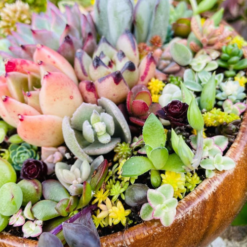 サラダボウルに多肉植物寄せ植え❤︎まるでサラダ❤︎ そのまま飾れる