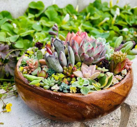 サラダボウルに多肉植物寄せ植え❤︎まるでサラダ❤︎ そのまま飾れる