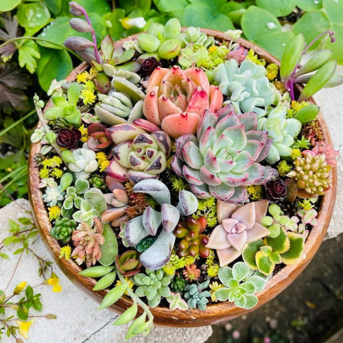 99#多肉植物アエオニウム❤️サラダボール中斑錦❤️1大頭12小頭23cm 鉢土付き 1679565879282_276257_photo.jpg