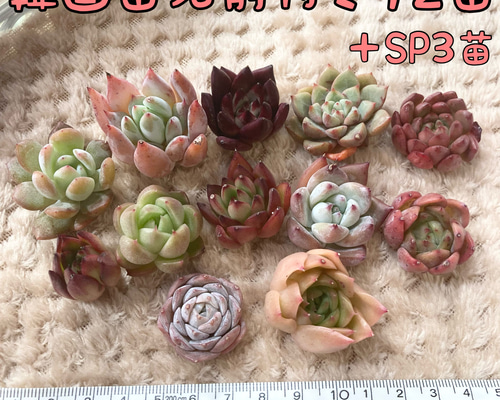 韓国苗名前付き12苗＋MIX3苗☆ 多肉植物 Succulent calme 通販