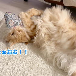 安全に配慮した！キャットニップ入り☆フラワーぺろにゃんけりけり 8枚目の画像