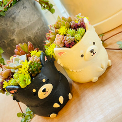 ブリキ缶とミニハウスのセット寄せ植え〜 多肉植物 多肉植物寄せ植え