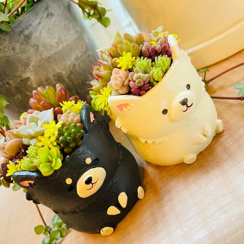 ❁﻿美苗❁チワワエンシス❁ 現品 抜き苗 多肉植物 寄せ植え ❁﻿美苗❁チワワエンシス❁ 現品 抜き苗 多肉植物 寄せ植え