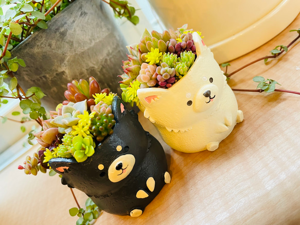 ミニミニチワワの寄せ植え〜多肉植物 多肉植物寄せ植え 多肉植物寄植え