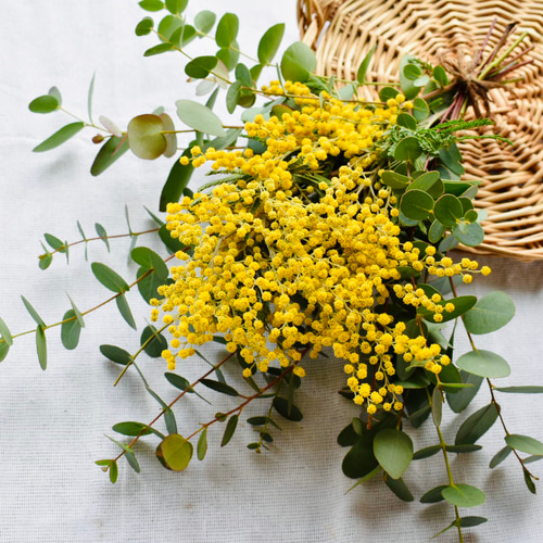 ＊Natural＊イエロースワッグ　ミモザ♡ドライフラワースワッグ Natural＊イエロースワッグ ミモザ♡ドライフラワースワッグ Natural