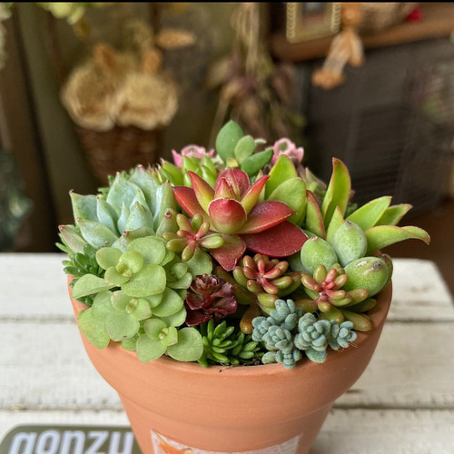 多肉植物寄せ植え 多肉 素焼き鉢 寄せ植え 多肉植物 galleryk's GONZU