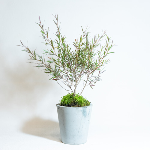 ベランダで育てる観葉植物】ホワイトティーツリーとスナゴケの鉢植え