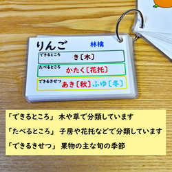 果物のカラーイラストカード　　小学校受験にも 2枚目の画像