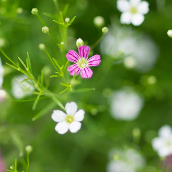 かすみ草（白50粒、ローズ50粒）100粒 3枚目の画像