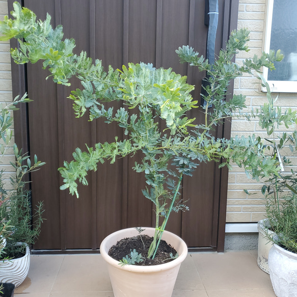 大きなミモザアカシア ギンヨウアカシア 大型テラコッタ鉢植え