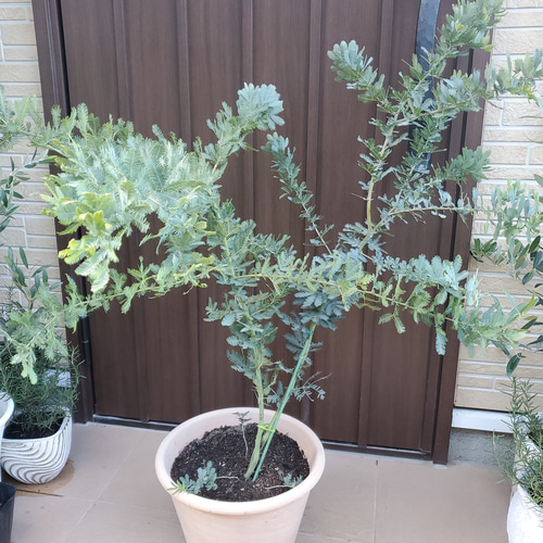 ギンヨウアカシア　ミモザ　鉢植え　大苗 ギンヨウアカシア ミモザ 鉢植え 大苗 大苗♪ミモザアカシア