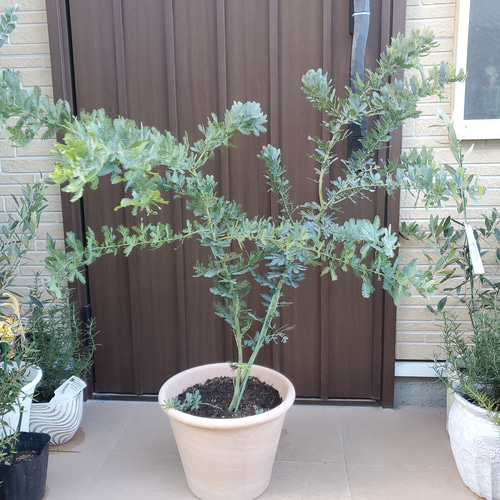 大きなミモザアカシア ギンヨウアカシア 大型テラコッタ鉢植え 観葉