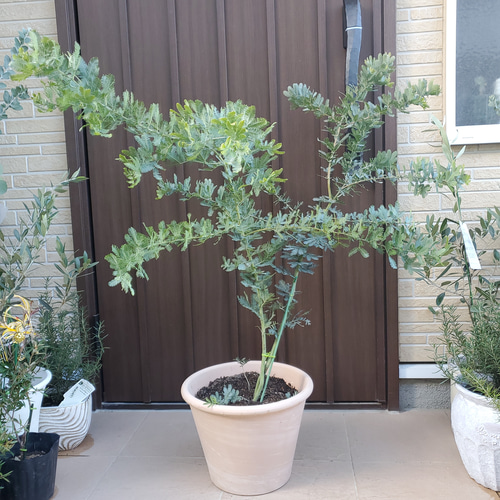 大きなミモザアカシア ギンヨウアカシア 大型テラコッタ鉢植え 観葉