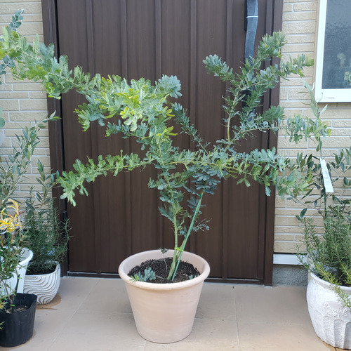 ギンヨウアカシア　ミモザ　鉢植え　大苗 アカシア：ギンヨウアカシア 7号鉢植え の通販 | 園芸ネット