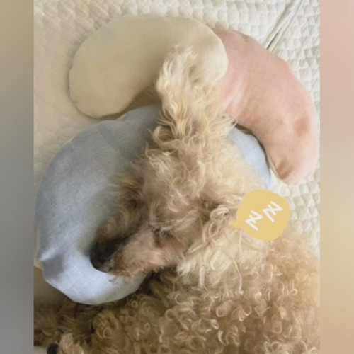 我が家の愛犬(14歳♀)が使い古したクッション。