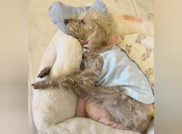 犬 猫 ◆ あごのせ枕 3個セット(大中小) ◆ 表裏オーガニックコットン　ふんわり柔らか  床ずれ防止　老犬 高齢犬　 6枚目の画像