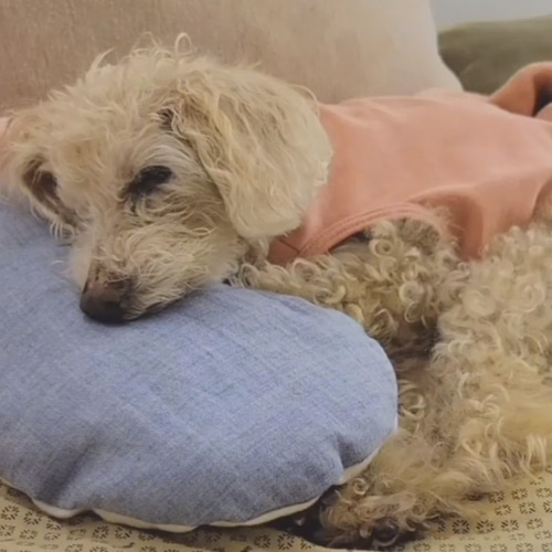 犬用 ◇ あごのせ枕 3〜4個セット◇ 表裏オーガニックコットン