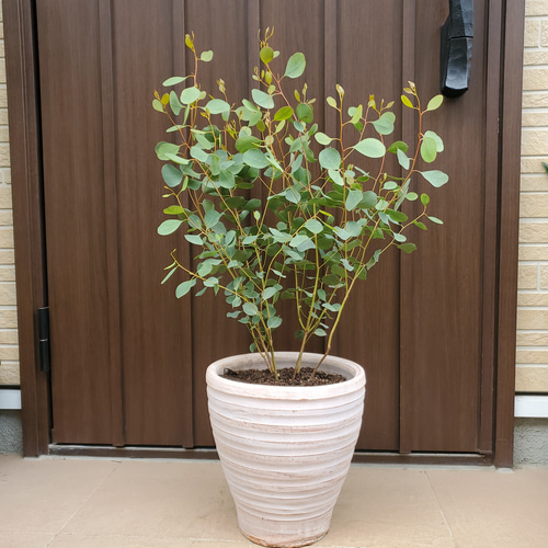 ハートリーフ♡ユーカリデシピエンス テラコッタ鉢植え 苗