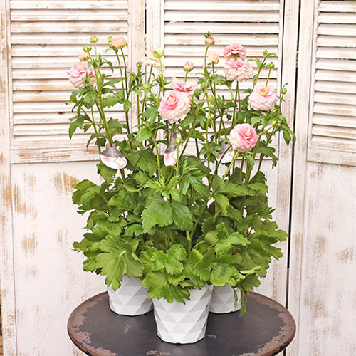 鉢花 ラナンキュラス ラックスシリーズ アリアドネ 5号ポット 宿根草