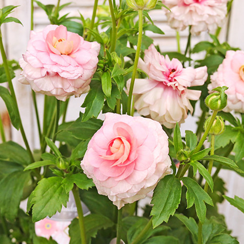 鉢花 ラナンキュラス ラックスシリーズ アリアドネ 5号ポット 宿根草