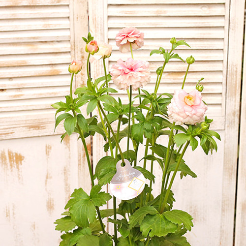 鉢花 ラナンキュラス ラックスシリーズ アリアドネ 5号ポット 宿根草