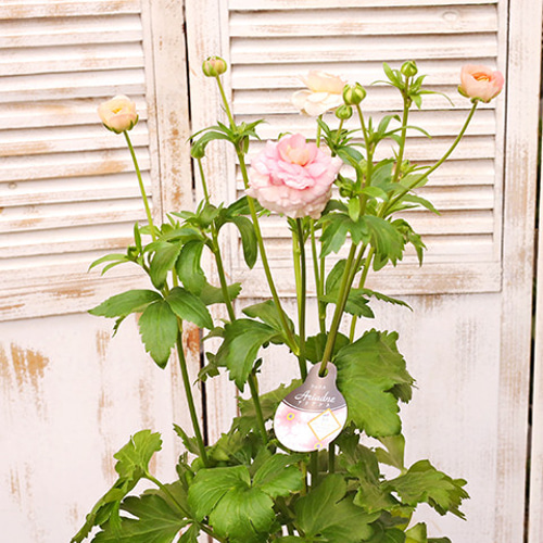 鉢花 ラナンキュラス ラックスシリーズ アリアドネ 5号ポット 宿根草