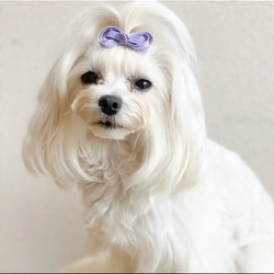 【プチリボン】犬リボン　犬用リボン　犬用バレッタ 7枚目の画像